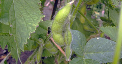 Another Soybean Crisis %>