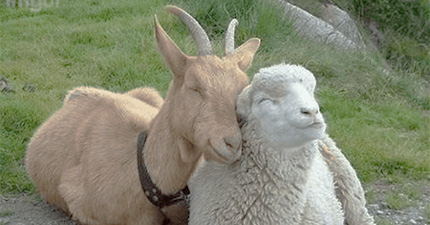 Aries Capricorn Relationships %>