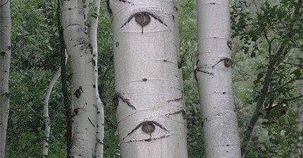 Jia Wood Born in the Month of the Dragon %>