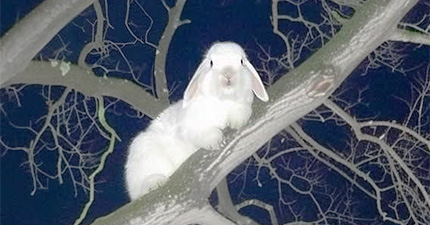 Jia Wood Born in the Month of the Rabbit %>