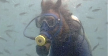 Sagittarius Pisces Relationships %>