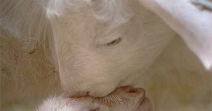 Translating Resource Back to Mother %>